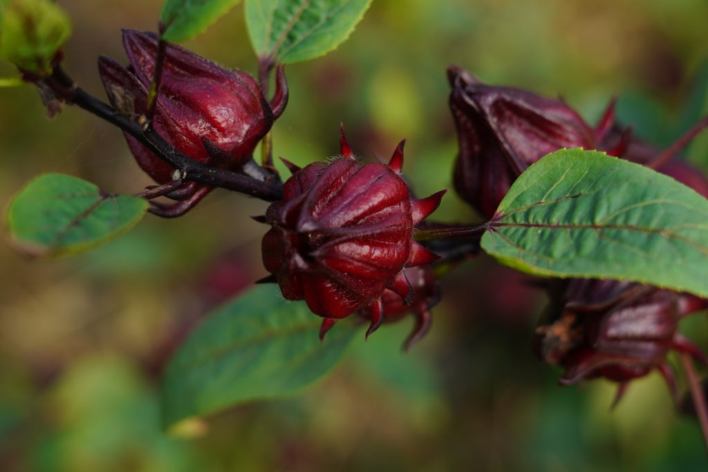 Thảo mộc Hibiscus