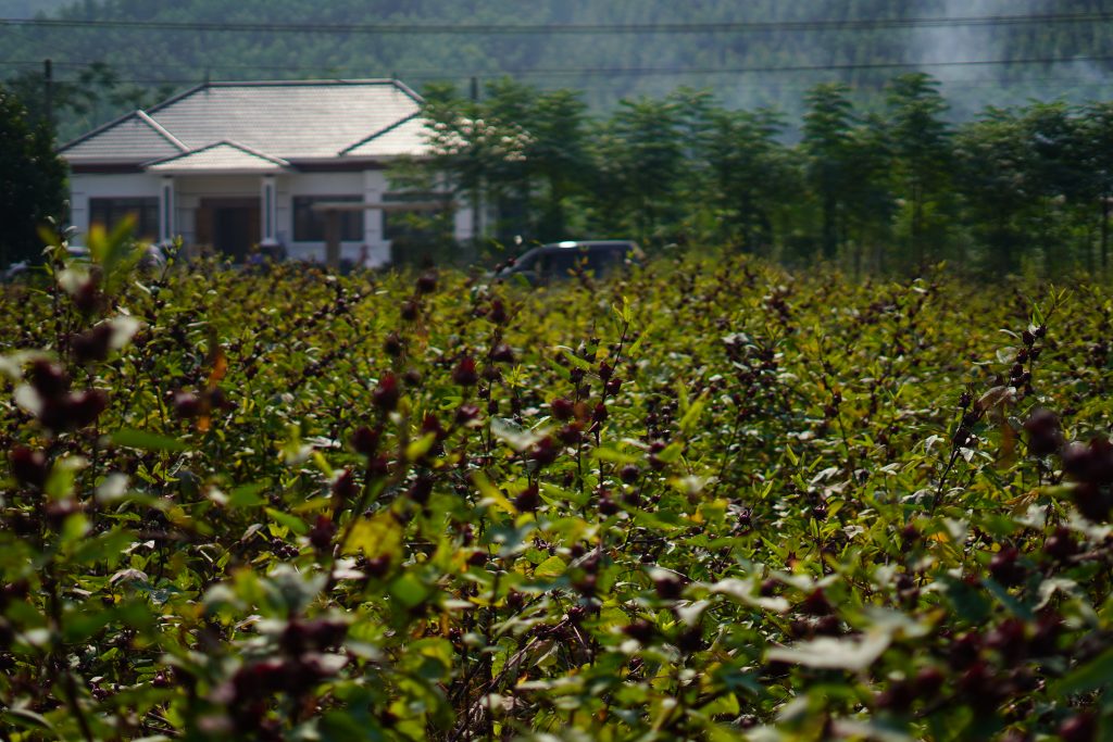 Thảo mộc Hibiscus